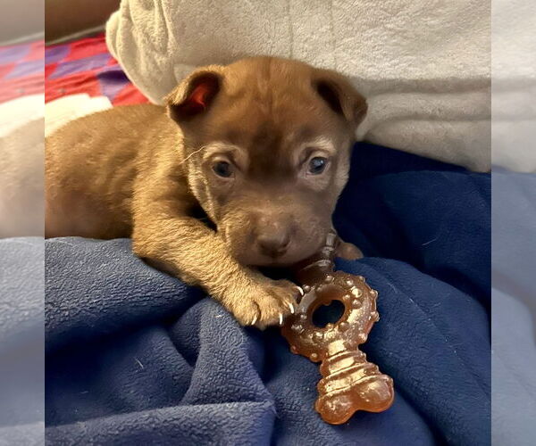 Medium Photo #2 Mutt Puppy For Sale in San Juan Capistrano, CA, USA