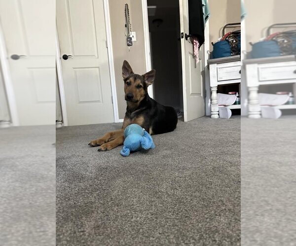 Medium Photo #3 Mutt Puppy For Sale in New York, NY, USA