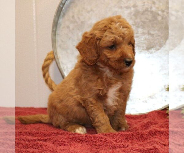 Medium Photo #4 Goldendoodle (Miniature) Puppy For Sale in EPHRATA, PA, USA