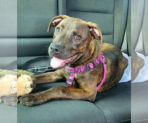 American Pit Bull Terrier-Unknown Mix Dogs for adoption in Germantown, OH, USA