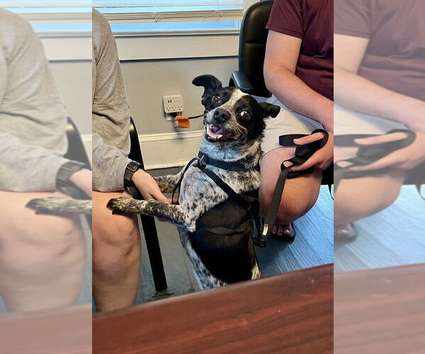 Medium Photo #16 Rat-Cha Puppy For Sale in Mooresville, NC, USA