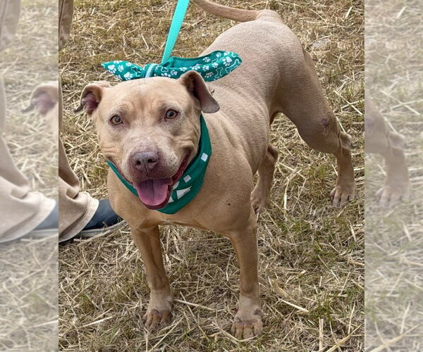 Medium Photo #2 Mutt Puppy For Sale in Tarboro, NC, USA