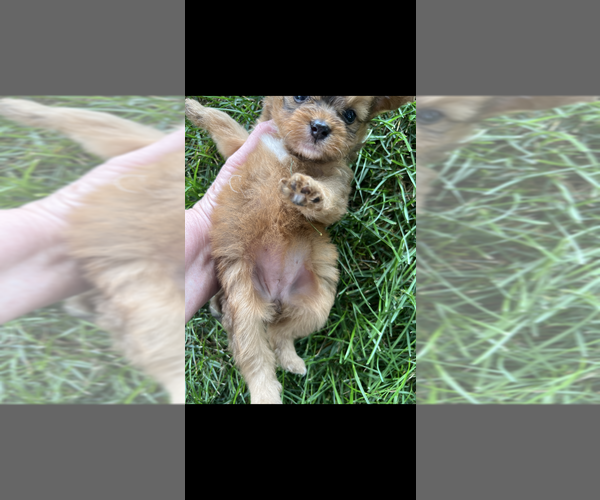 Medium Photo #4 Pomapoo (Toy) Puppy For Sale in NILES, MI, USA