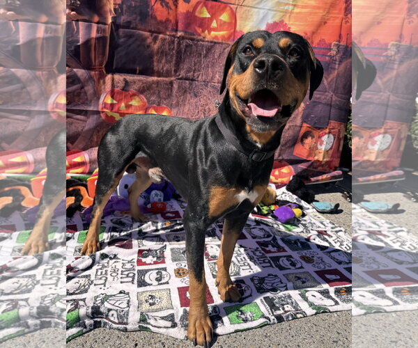 Medium Photo #8 Rotterman Puppy For Sale in Lake Elsinore, CA, USA