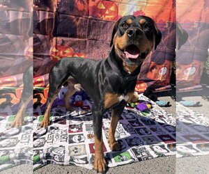 Chongers - Male Rotterman Dog for Adoption - Photo #8