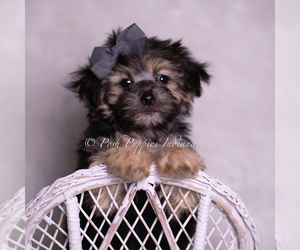 Morkie Litter for sale in WARSAW, IN, USA