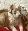 Small Photo #2 Aussiedoodle Puppy For Sale in ODIN, IL, USA