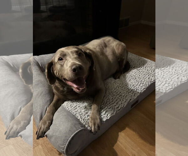 Medium Photo #4 Labrador Retriever-Unknown Mix Puppy For Sale in Sandy, UT, USA