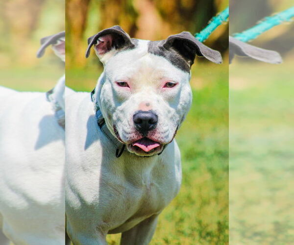 Medium Photo #11 American Pit Bull Terrier Puppy For Sale in Evansville, IN, USA