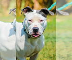 Small #10 American Pit Bull Terrier