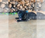 Small Labrador Retriever Mix