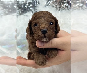 Poodle (Miniature) Puppy for Sale in BULLARD, Texas USA