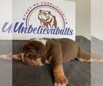 Small Photo #4 English Bulldog Puppy For Sale in CENTERVILLE, OH, USA
