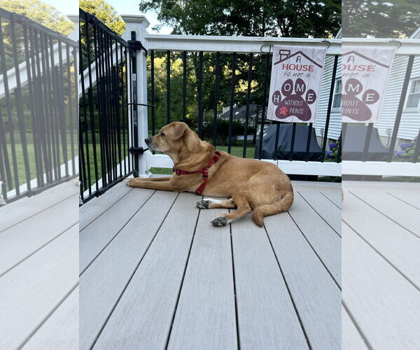 Medium Photo #10 Labrador Retriever-Unknown Mix Puppy For Sale in Oakhurst, NJ, USA