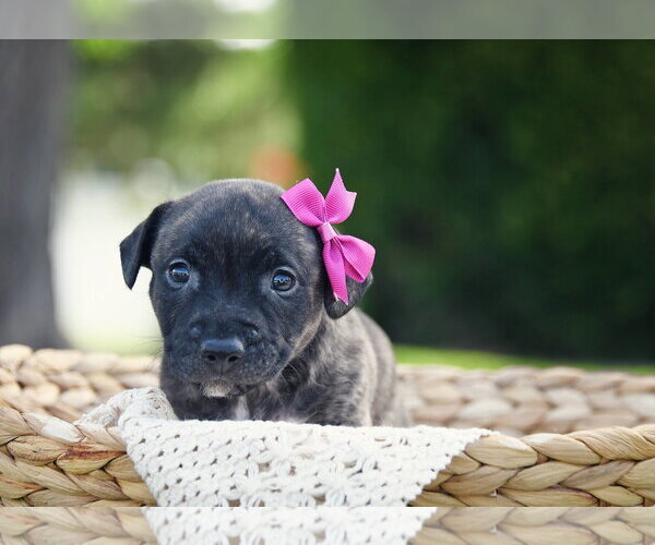 Medium Photo #3 Mutt Puppy For Sale in Sandy, UT, USA