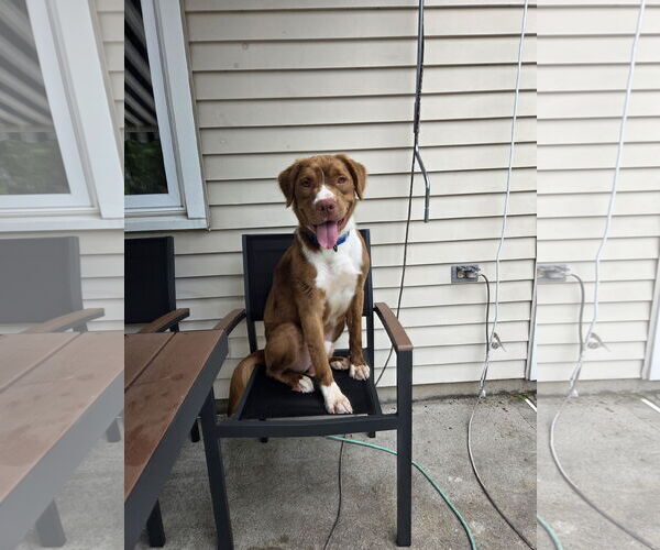 Medium Photo #7 American Pit Bull Terrier-Retriever  Mix Puppy For Sale in Oakhurst, NJ, USA