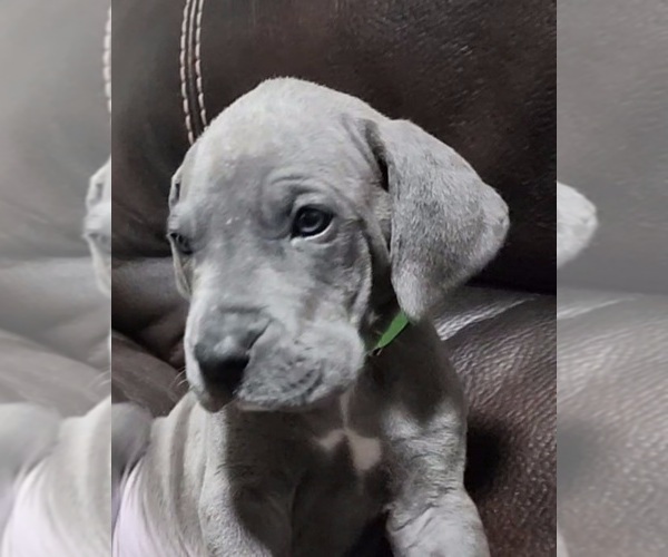 Medium Photo #3 Great Dane Puppy For Sale in OGDEN, UT, USA