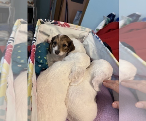 Medium Photo #8 Dachshund Puppy For Sale in ASHLAND, NE, USA
