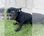 Small #6 French Bulldog
