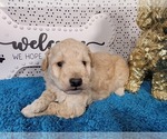 Small Photo #16 Goldendoodle mix (+ Poodle Toy) Puppy For Sale in BLACK FOREST, CO, USA