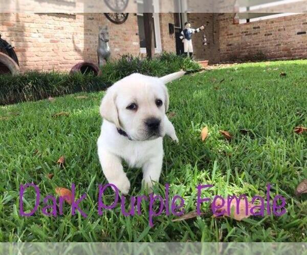 Medium Photo #3 Labrador Retriever Puppy For Sale in OPELOUSAS, LA, USA