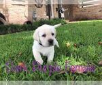 Small Photo #3 Labrador Retriever Puppy For Sale in OPELOUSAS, LA, USA