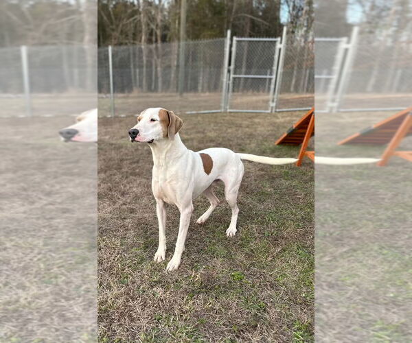 Medium Photo #4 Pointer-Unknown Mix Puppy For Sale in Rockaway, NJ, USA