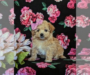 Maltipoo Puppy for sale in LEOLA, PA, USA