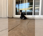 Puppy Puppy 1 Boston Terrier