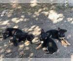 Small Photo #17 German Shepherd Dog Puppy For Sale in EAGLE CREEK, OR, USA