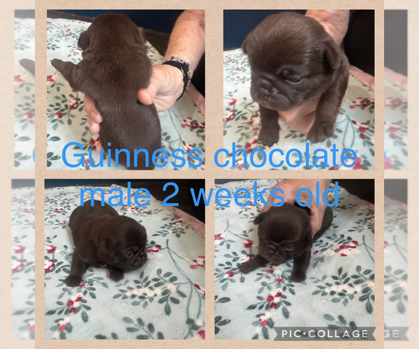 Medium Photo #1 Pug Puppy For Sale in DUNNELLON, FL, USA