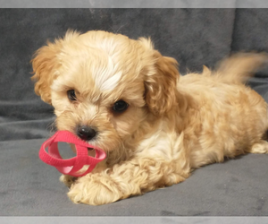 Cavapoo Puppy for sale in MAGNOLIA, NC, USA