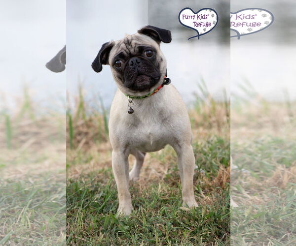 Medium Photo #2 Pug Puppy For Sale in Lee's Summit, MO, USA
