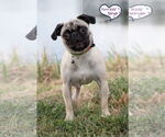 Small #1 Pug