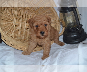 Cavapoo (Miniature)-Poodle (Toy) Mix Litter for sale in GREENWOOD, WI, USA