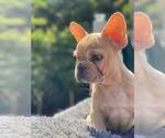 Small Photo #21 French Bulldog Puppy For Sale in BATON ROUGE, LA, USA