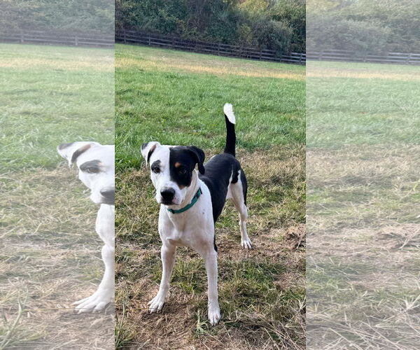 Medium Photo #4 Mutt Puppy For Sale in Germantown, OH, USA