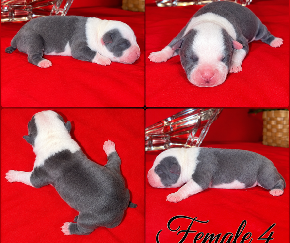 Medium Photo #1 American Bully Puppy For Sale in TRENTON, NJ, USA