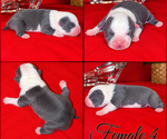 Puppy Puppy 9 American Bully