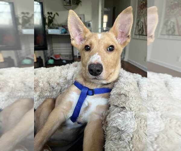 Medium Photo #13 Mutt Puppy For Sale in New York, NY, USA