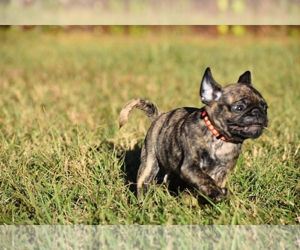 Medium Photo #7 Pug Puppy For Sale in PALM COAST, FL, USA