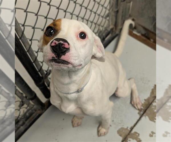 Medium Photo #1 Labrador Retriever-Unknown Mix Puppy For Sale in Conroe, TX, USA