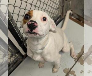 Labrador Retriever-Unknown Mix Dogs for adoption in Conroe, TX, USA