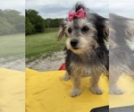 Small #6 Morkie