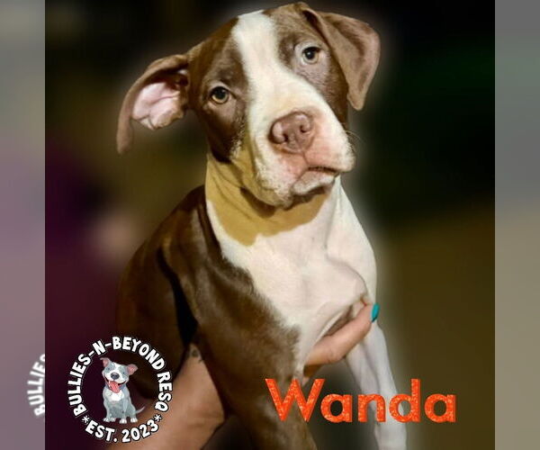 Medium Photo #7 Staffordshire Bull Terrier Puppy For Sale in Omaha, NE, USA