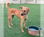 Small #1 Saluki Mix