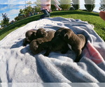 Small Photo #1 French Bulldog Puppy For Sale in TONOPAH, NV, USA