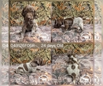 Small Photo #19 German Shorthaired Pointer Puppy For Sale in MOYIE SPRINGS, ID, USA
