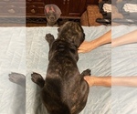 Small Photo #12 Cane Corso Puppy For Sale in CLEARWATER, FL, USA