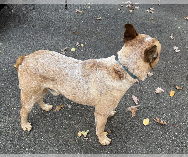 Medium Photo #6 American Bulldog-Unknown Mix Puppy For Sale in Spotsylvania, VA, USA